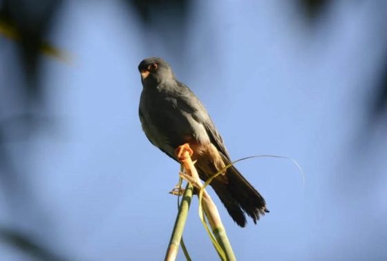 For the first time Manipur to conduct Amur falcon census